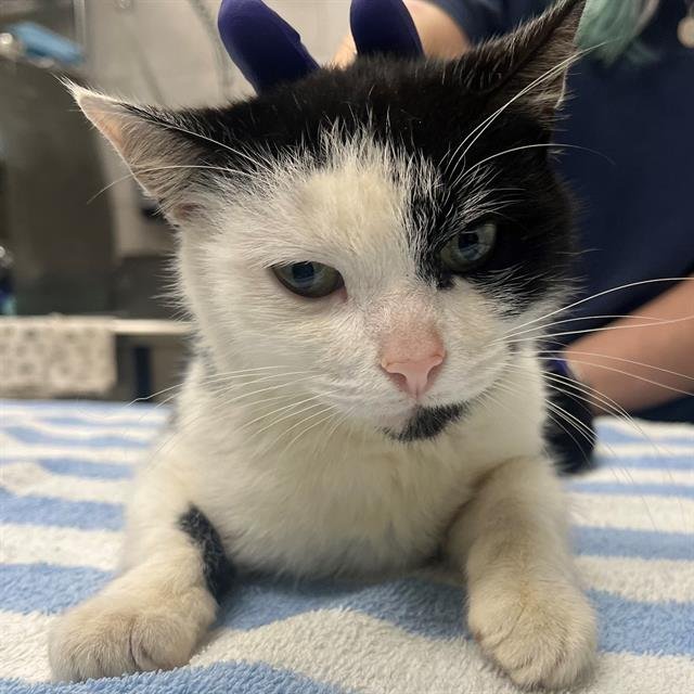 SPAULDING - Domestic Short Hair available for adoption