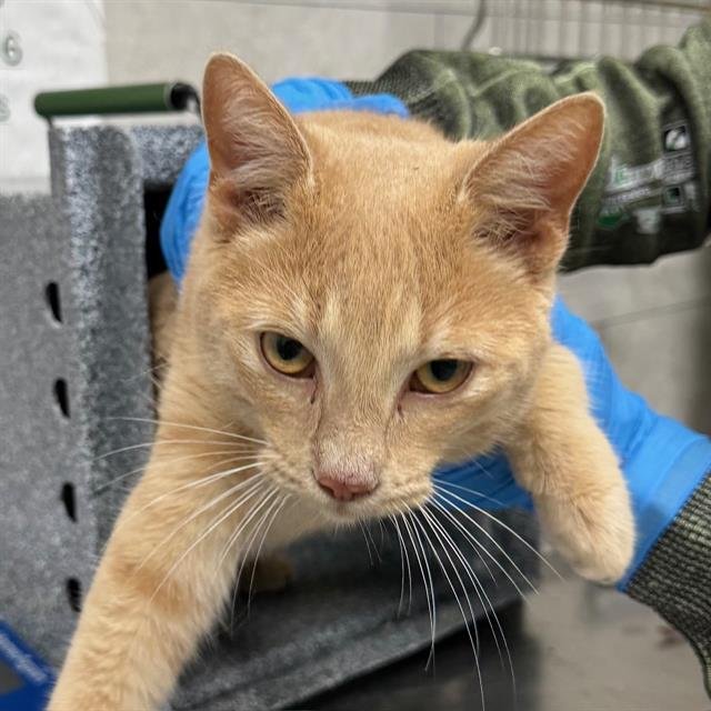 MARSHMELLOW - Domestic Short Hair available for adoption