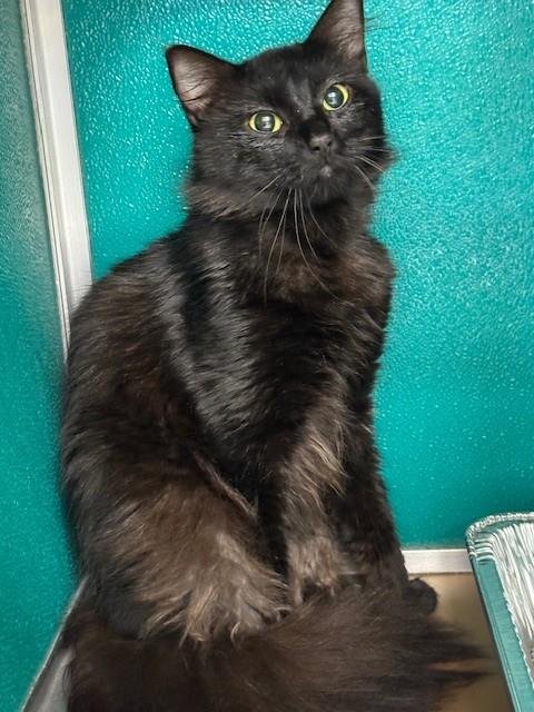 SCRATCHY - Domestic Short Hair available for adoption