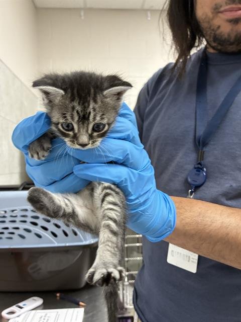 WINTER - Domestic Short Hair available for adoption