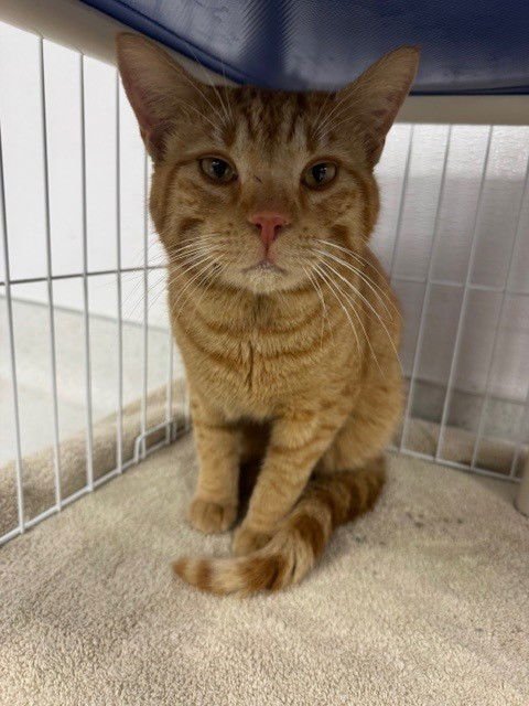 REGGIE - Domestic Short Hair available for adoption