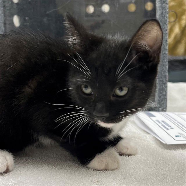 ERNIE - Domestic Short Hair available for adoption