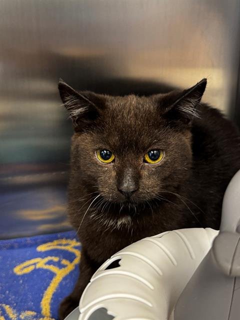 TOFU - Domestic Short Hair available for adoption