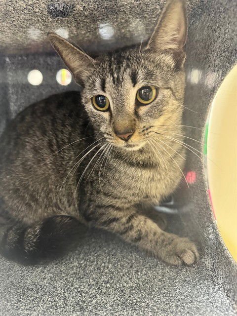 PETAL - Domestic Short Hair available for adoption