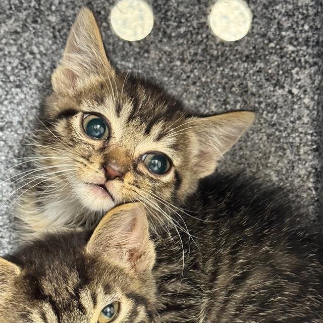 BUTCH - Domestic Short Hair available for adoption