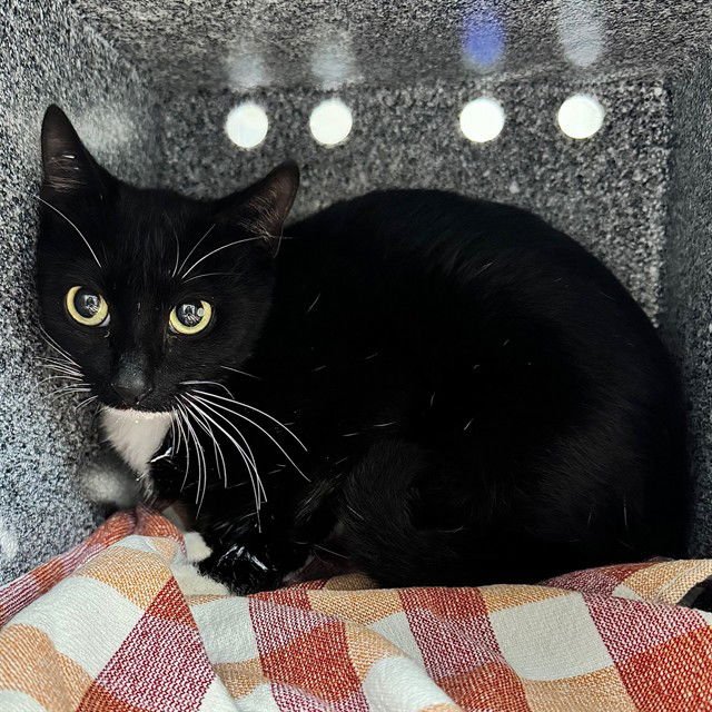 SANSA - Domestic Short Hair available for adoption