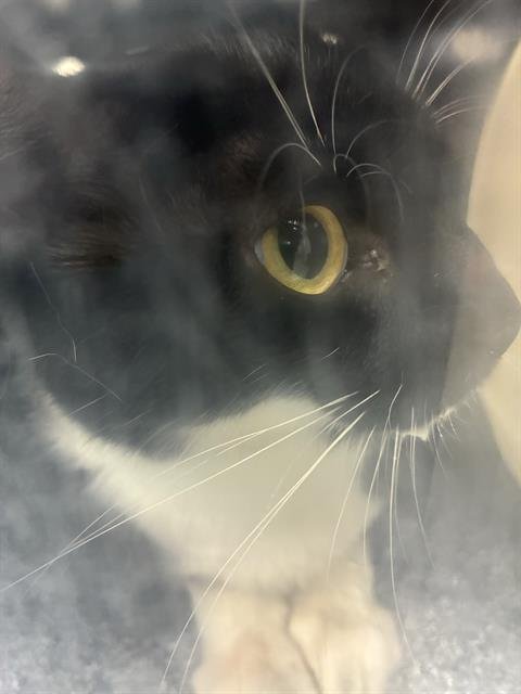 A302067 - Domestic Short Hair available for adoption