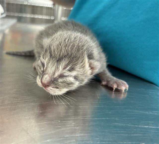 HAPPY - Domestic Short Hair available for adoption