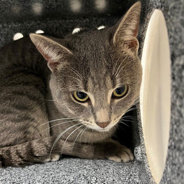 SALEM - Domestic Short Hair available for adoption