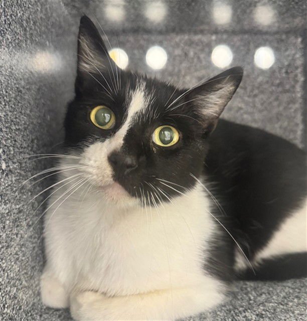 LUZ - Domestic Short Hair available for adoption