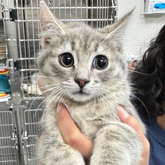 SCARECROW - Domestic Short Hair available for adoption