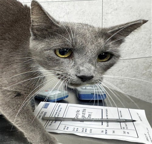 MARIE - Domestic Short Hair available for adoption