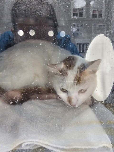 SNICKERS - Domestic Short Hair available for adoption