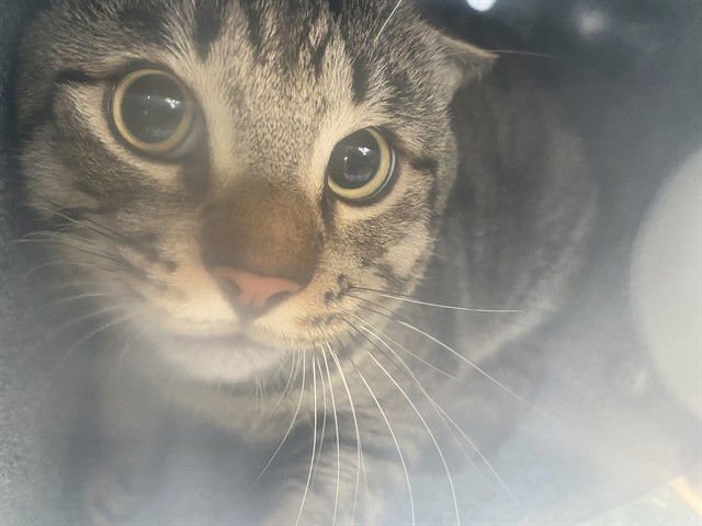 THEO - Domestic Short Hair available for adoption