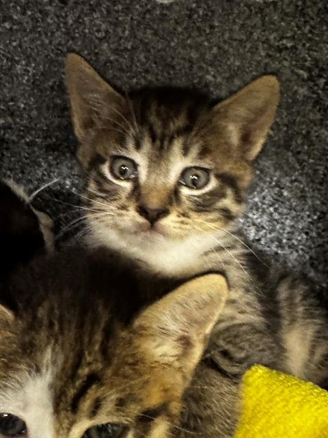 HELIOS - Domestic Short Hair available for adoption