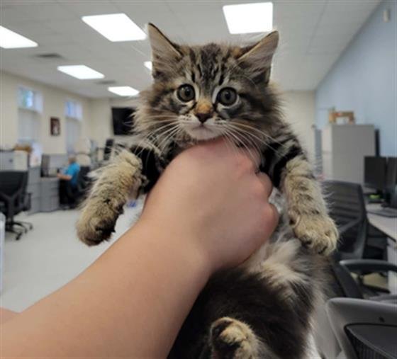 OLIVER - Domestic Long Hair available for adoption