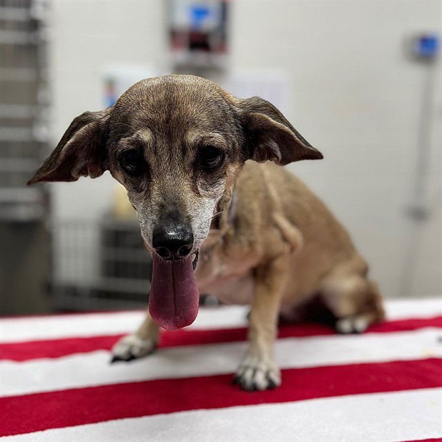 TINKERBELL - Chihuahua available for adoption