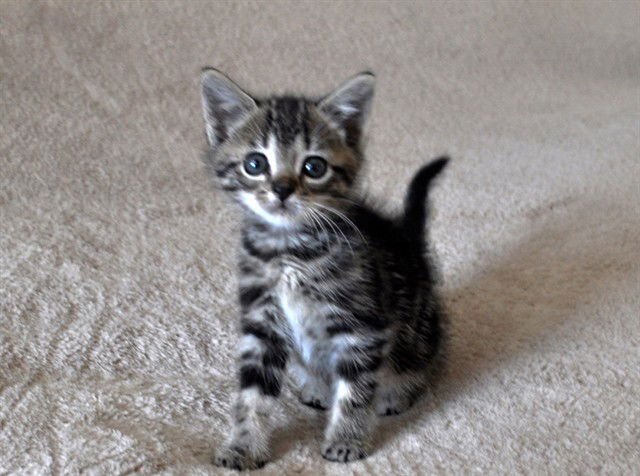 GARY - Domestic Short Hair available for adoption