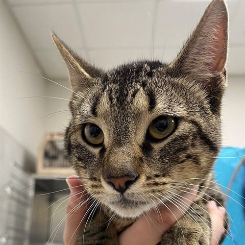 QUILL - Domestic Short Hair available for adoption