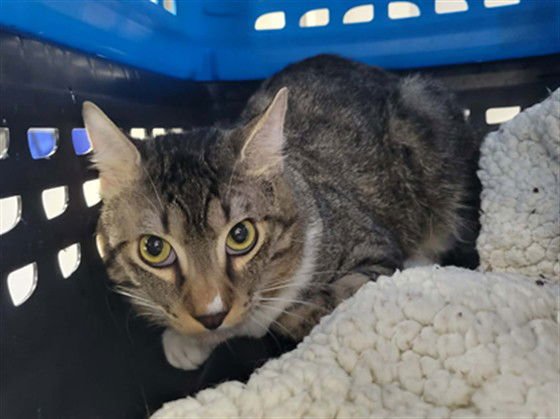 LOKI - Domestic Short Hair available for adoption