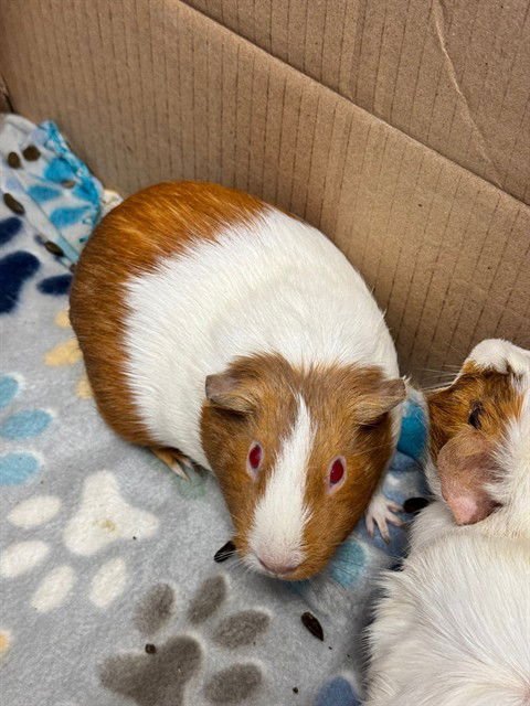 COCO - Guinea Pig available for adoption