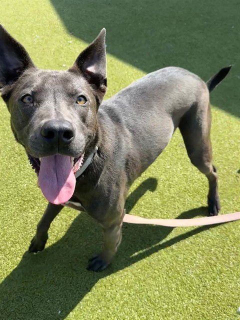 GEO - Belgian Shepherd Malinois / Bull Terrier available for adoption