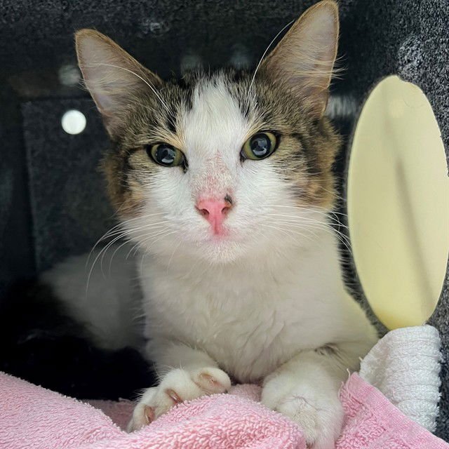 SIMON - Domestic Medium Hair available for adoption