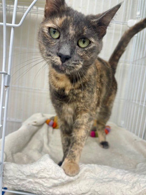 BLUEY - Domestic Short Hair available for adoption