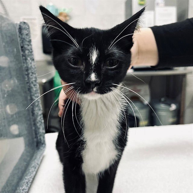 LILY - Domestic Short Hair available for adoption