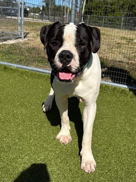 SULLY - Boxer available for adoption