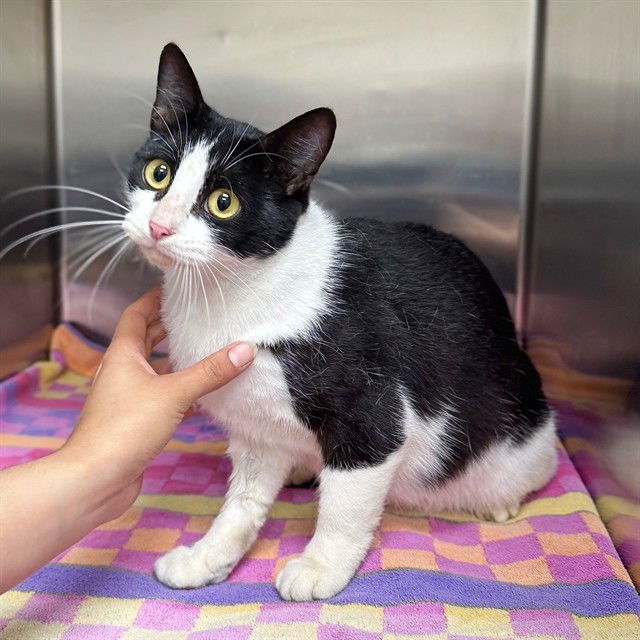 ABBY - Domestic Short Hair available for adoption