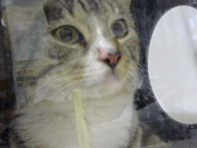 SCOTT - Domestic Short Hair available for adoption