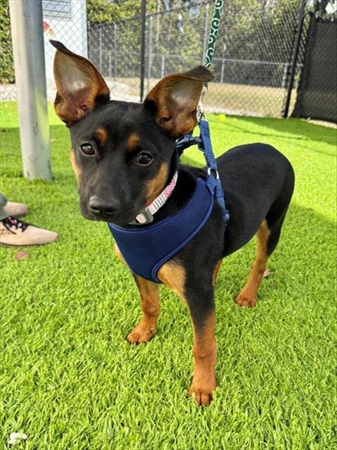 GIDEON - Miniature Pinscher available for adoption