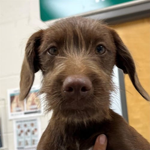 DILL - German Wirehaired Pointer available for adoption