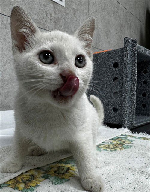 CHICORY - Domestic Short Hair available for adoption