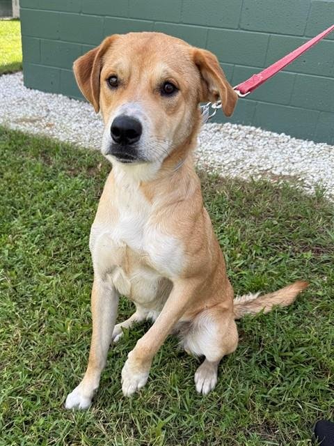 CHARLIE - Labrador Retriever available for adoption