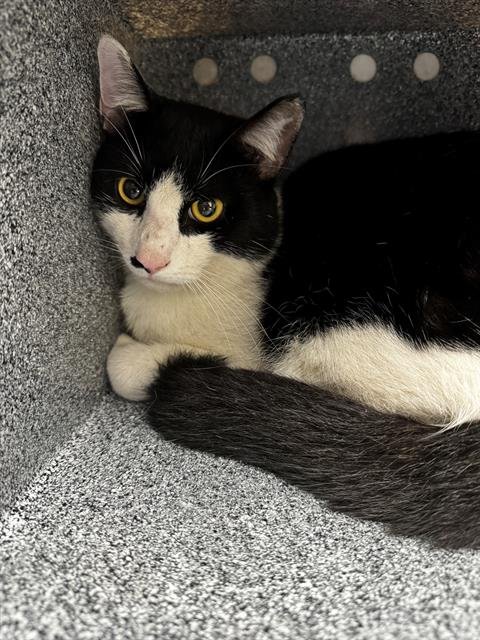 GOLIATH - Domestic Short Hair available for adoption