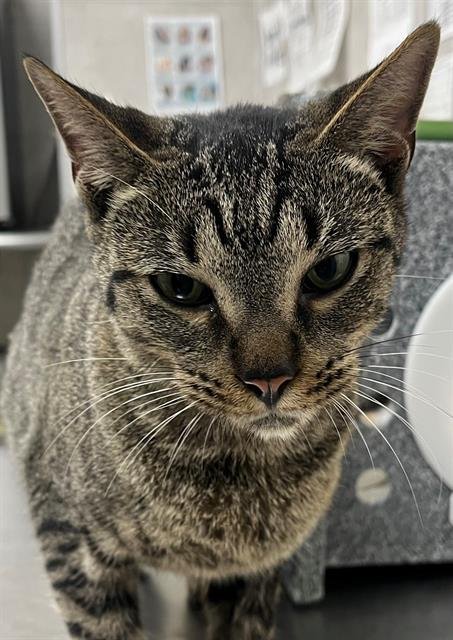 LILY - Domestic Short Hair available for adoption