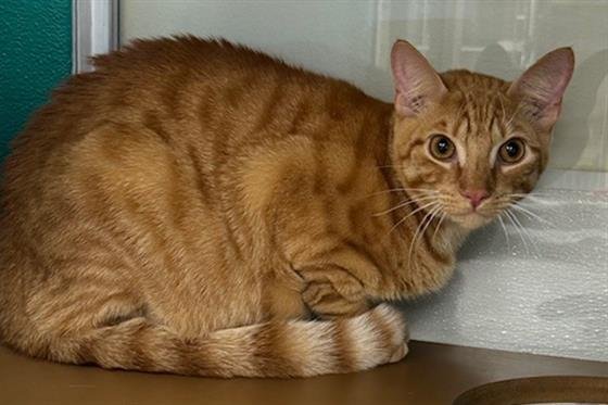 HARLEY - Domestic Short Hair available for adoption