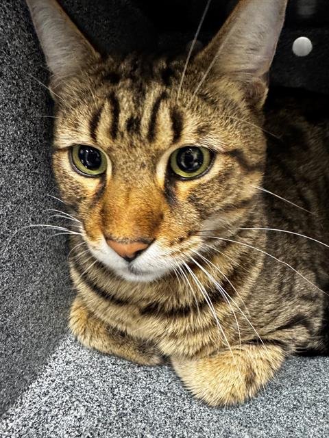 A302131 - Domestic Short Hair available for adoption