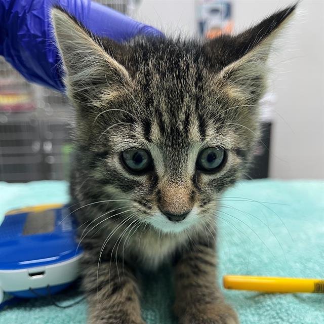 A302046 - Domestic Short Hair available for adoption