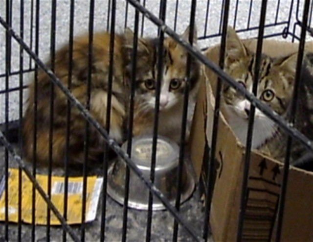 LOTTIE - Domestic Short Hair available for adoption