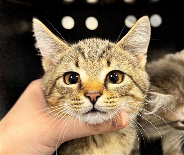 SPROUT - Domestic Short Hair available for adoption