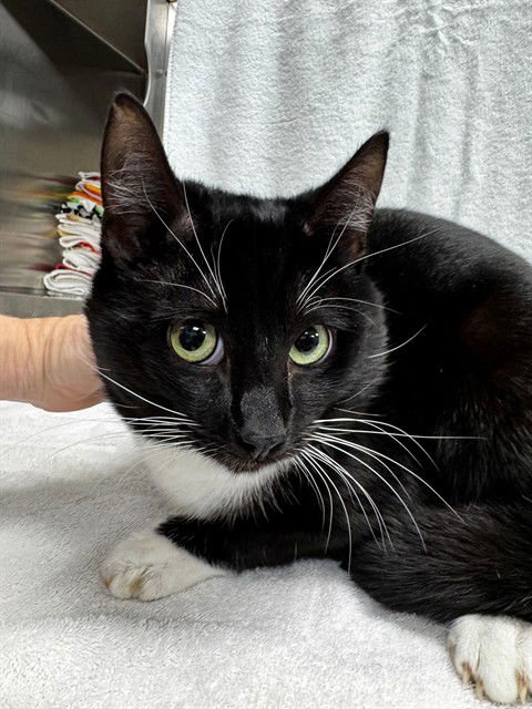 JASON - Domestic Short Hair available for adoption