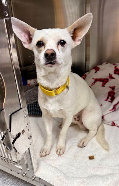 FROSTY - Chihuahua available for adoption