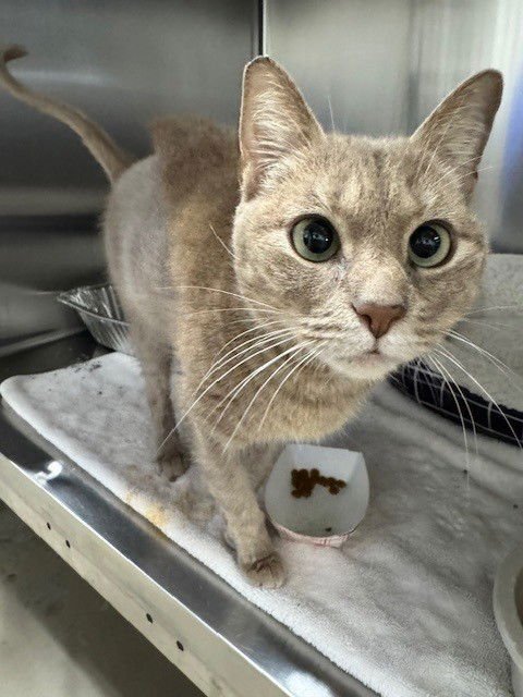 MISS KITTY - Domestic Short Hair available for adoption