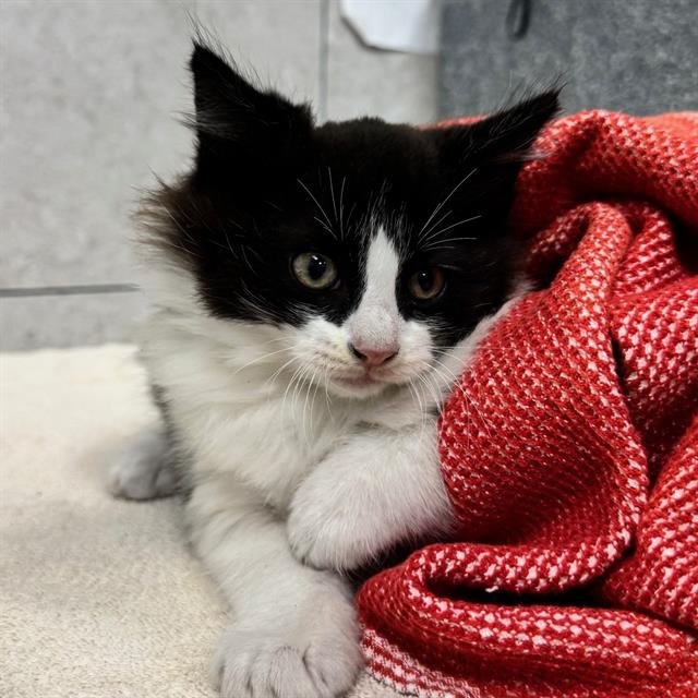 SPAZZ - Domestic Medium Hair available for adoption