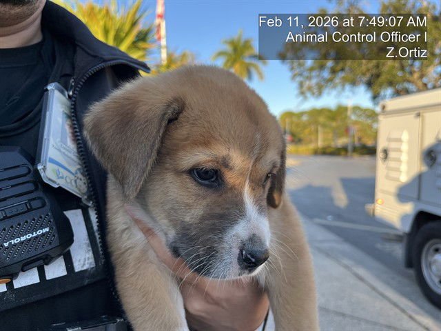 HACHIKO - German Shepherd Dog available for adoption