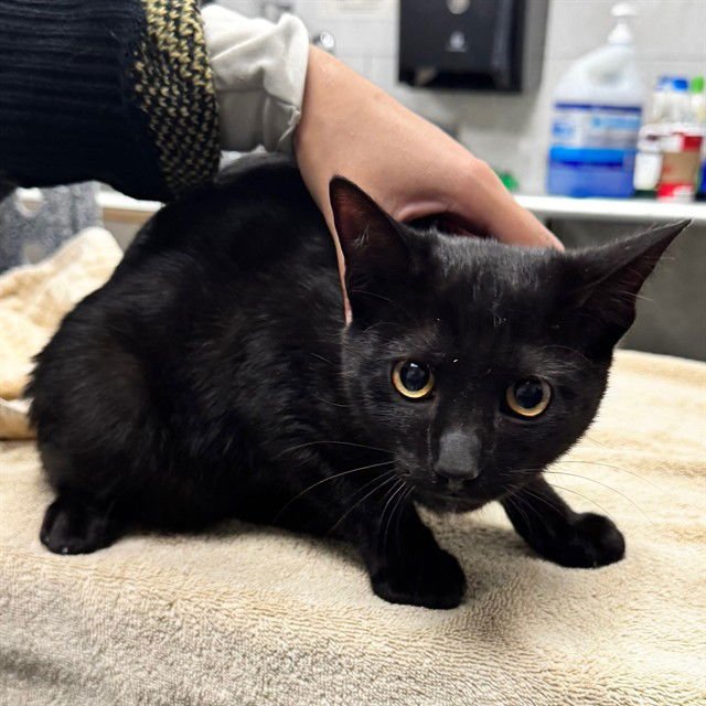 COOPER - Domestic Short Hair available for adoption