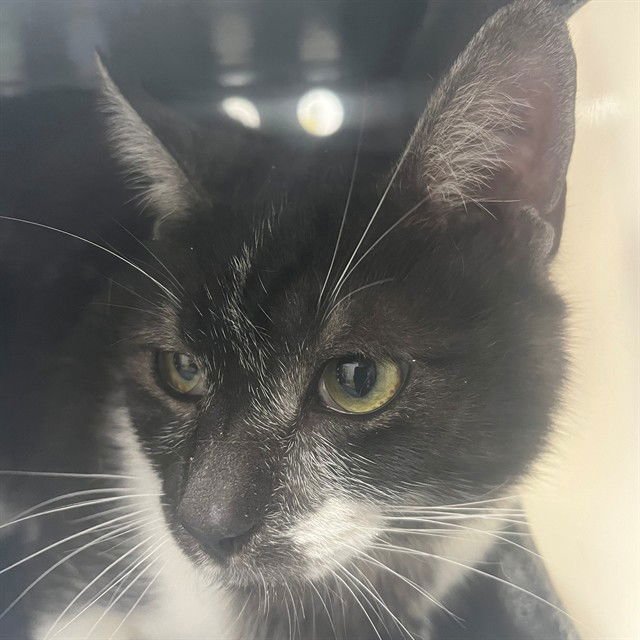 GRAVEY - Domestic Short Hair available for adoption